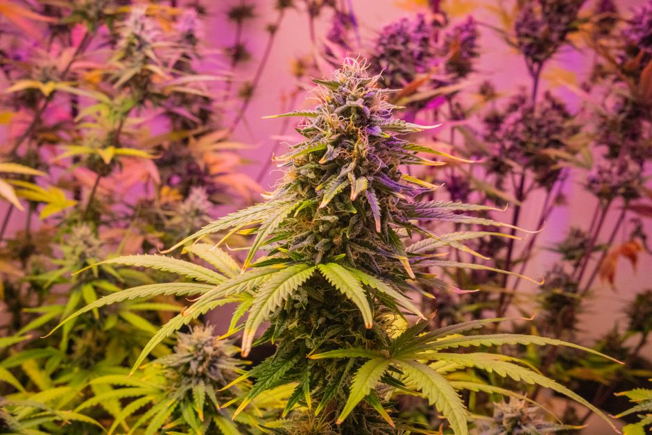 Adjust LED Grow Lights: Maximize Plant Growth