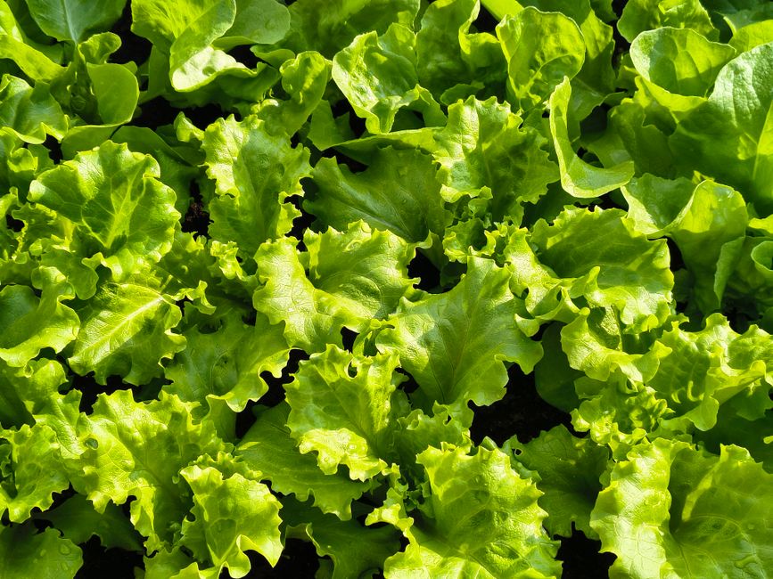 Best Lettuce for Indoor Growing: Your Guide to Fresh Harvests