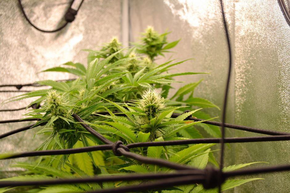 Budget Grow Tent Alternatives: DIY Small Space Solutions