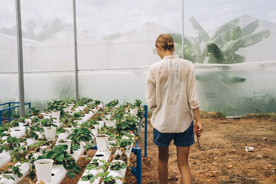 Build a Simple Kratky Hydroponic System for Easy Growing