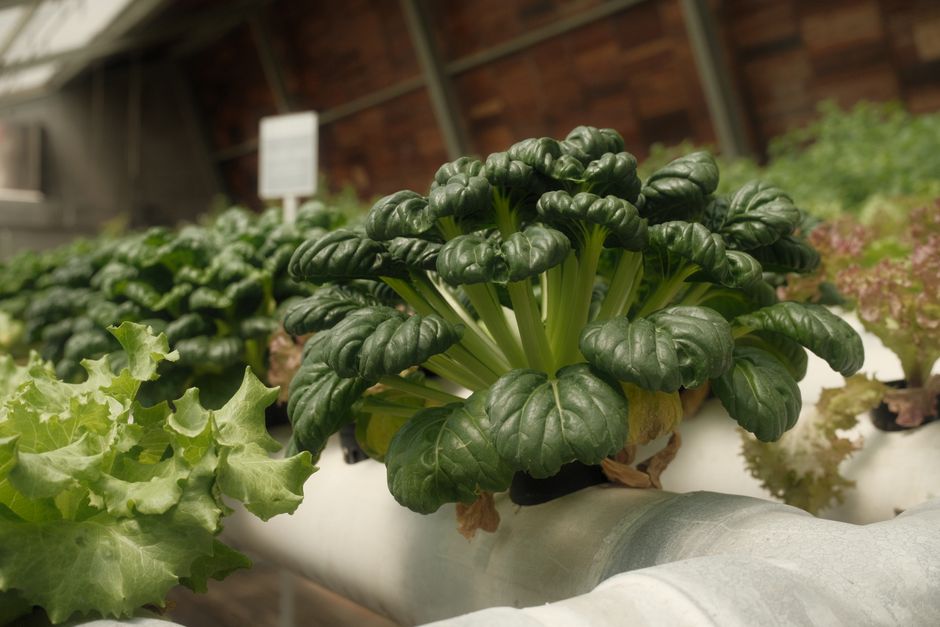 Build a Vertical Hydroponic System: Grow More in Less Space