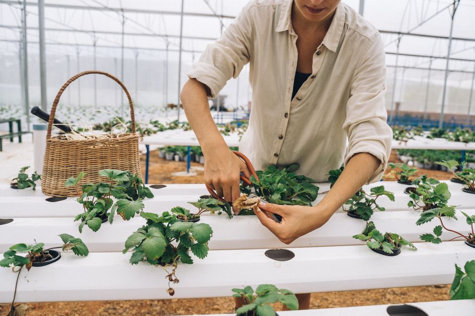 How Often Should You Change Hydroponic Water?