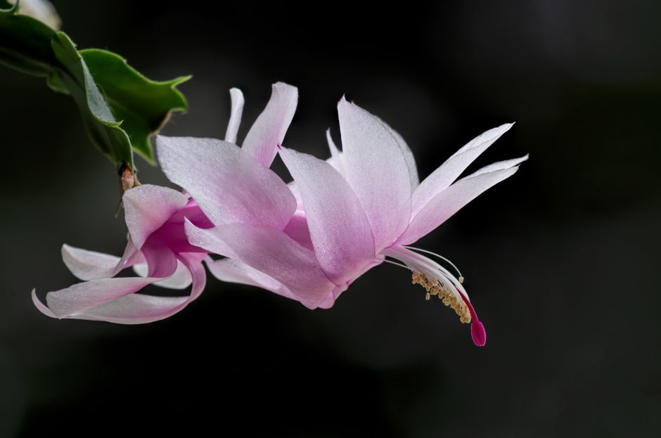 Christmas Cactus Bloom: 3 Secrets for Indoor Growers