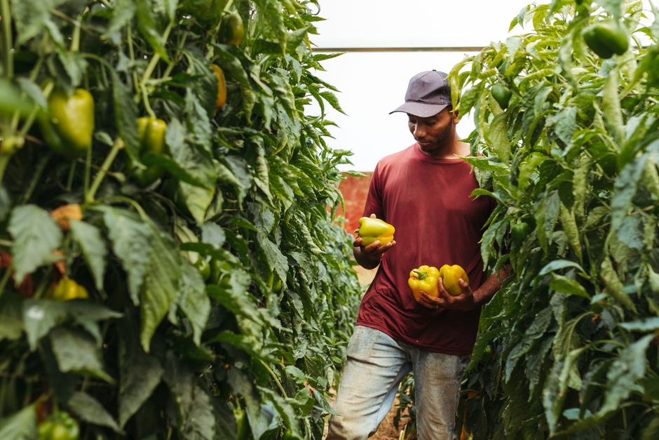 Fix Common Indoor Gardening Mistakes for Better Yields
