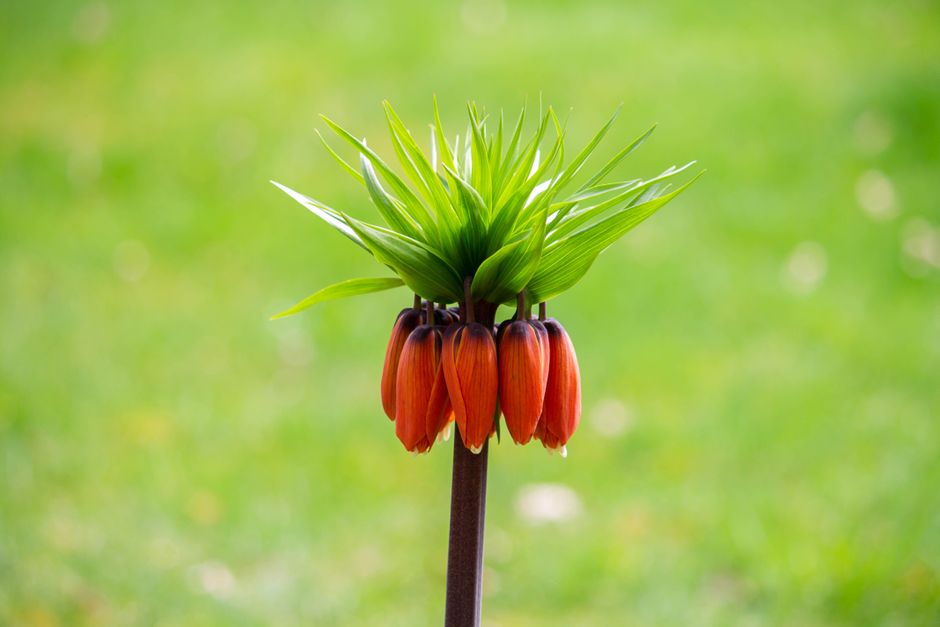 Crown Imperial Indoors: Can This Showstopper Thrive?