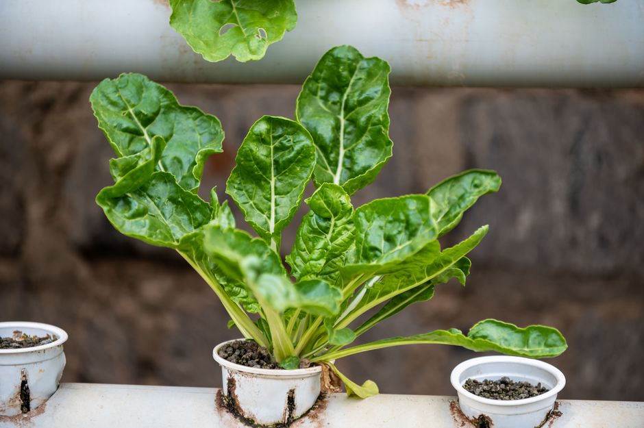 Build Your Own DIY Vertical Hydroponic Garden