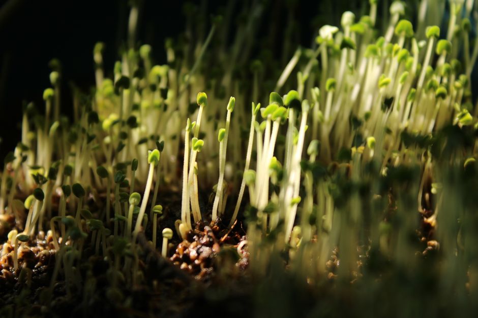 Easiest Microgreens to Grow: Your Quick Start Guide