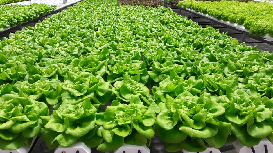 Essential Hydroponic Supplies for Beginners