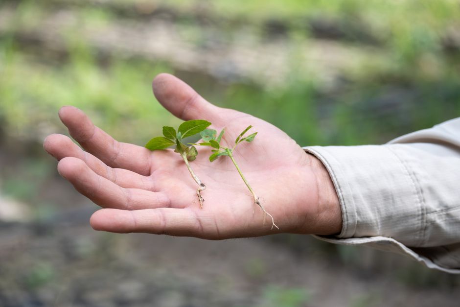 Fix Leggy Seedlings: Stop the Stretch for Stronger Plants