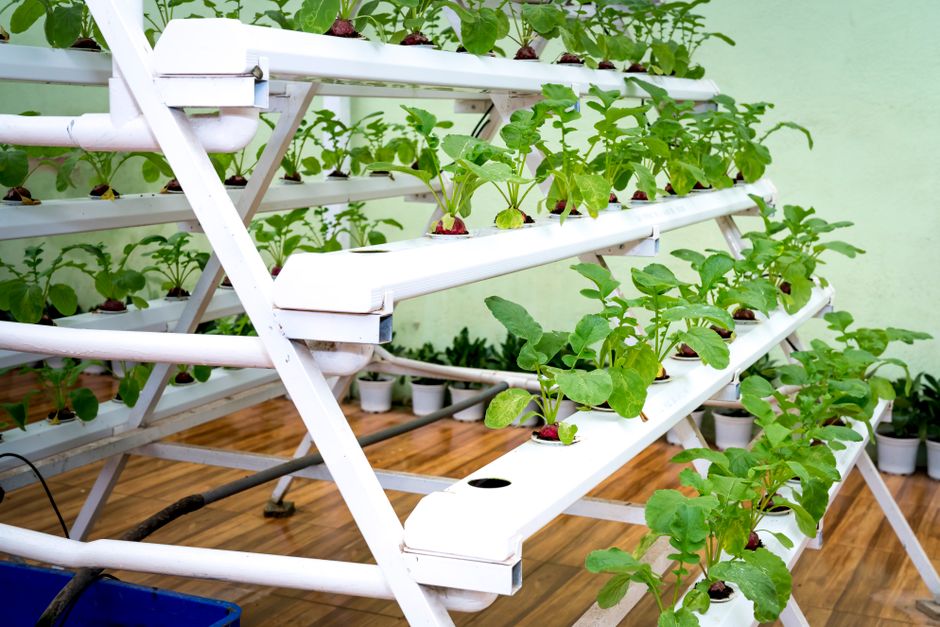 Fix Root Rot in Hydroponics: Your Guide to Healthy Roots
