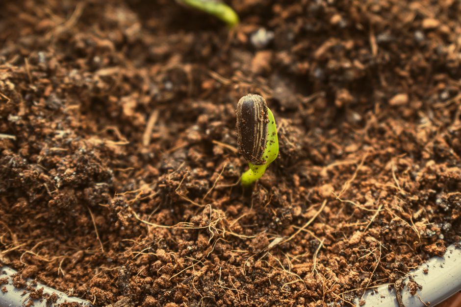 Grow Bush Beans in Small Spaces: High Yield Guide
