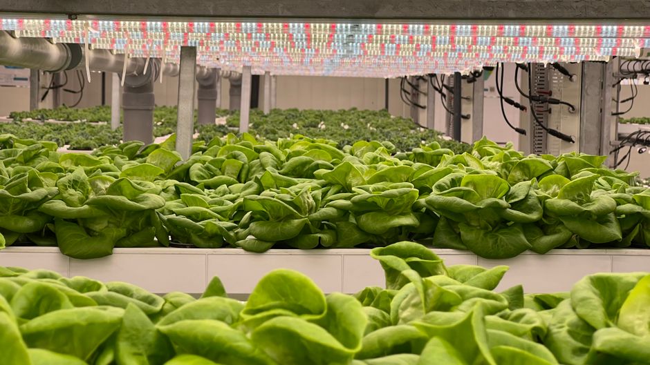 Can You Grow Lettuce Indoors Without a Grow Light?