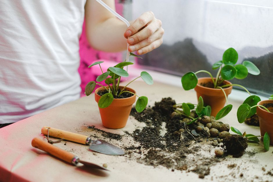 Grow Light vs Natural Light: Best for Your Indoor Plants?
