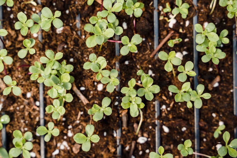 How to Grow Microgreens Without Soil: Easy Step Guide