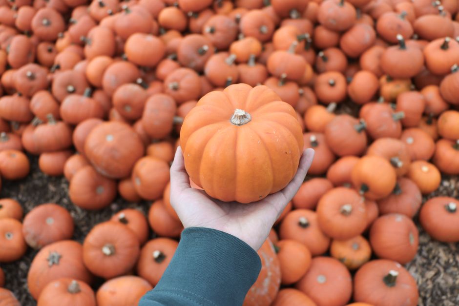 Grow Pumpkins Indoors: Your Guide to Sweet Harvests