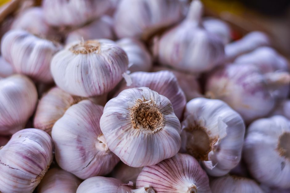 Growing Garlic Indoors: A Fall Planting Trick