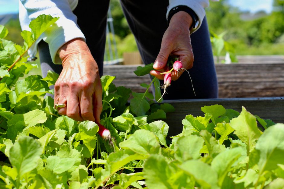 Harvest Radish Microgreens: Maximize Flavor & Re-growth