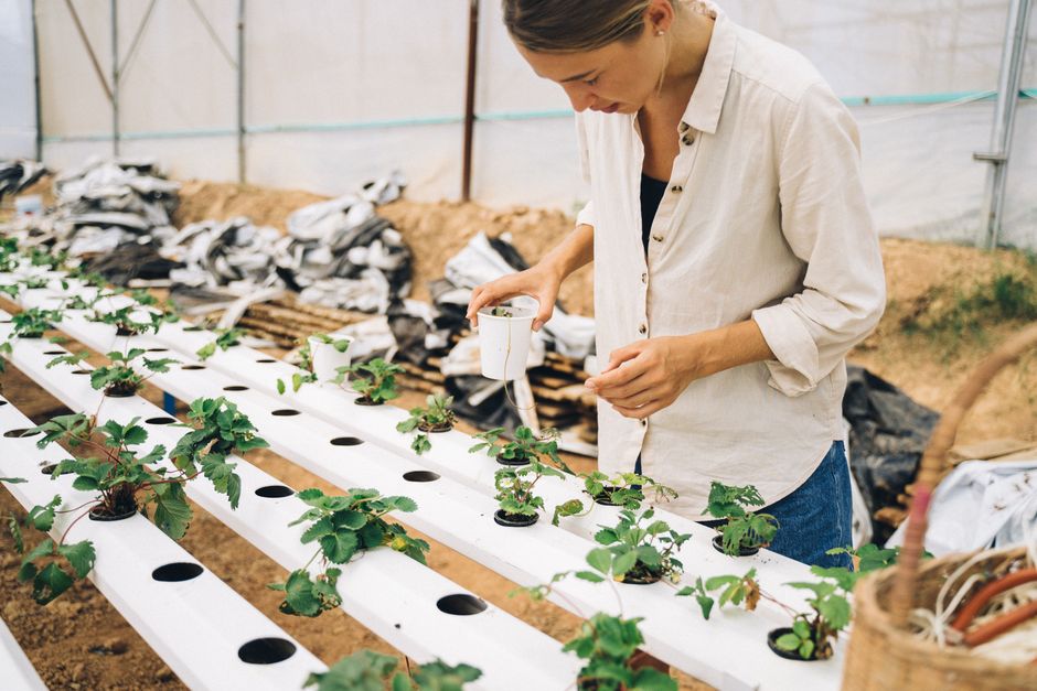 How to Clean a Hydroponic Reservoir: Step-by-Step Guide