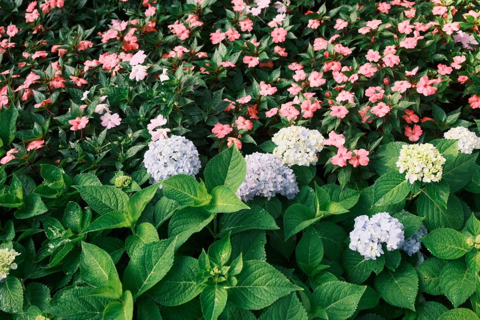 Hydrangea Companion Plants: 9 Great Container Pairings