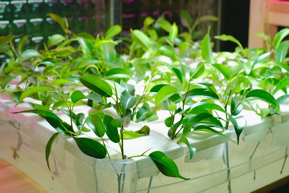 Perfect Hydroponics pH: Measure & Adjust for Healthy Plants
