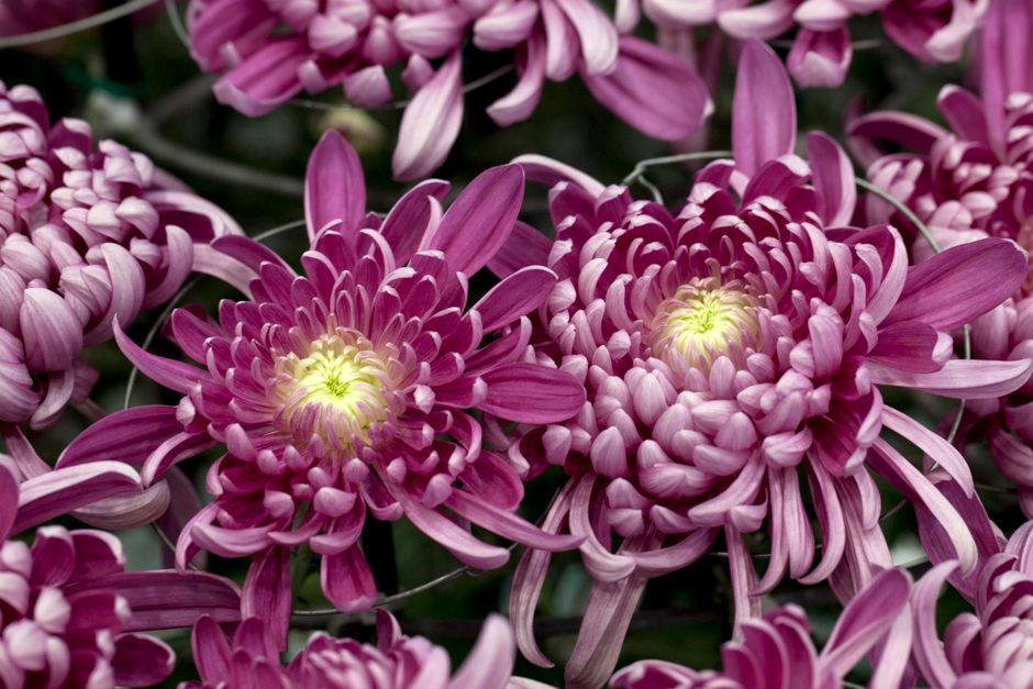 Indoor Chrysanthemum Care: Avoid This Common Mistake