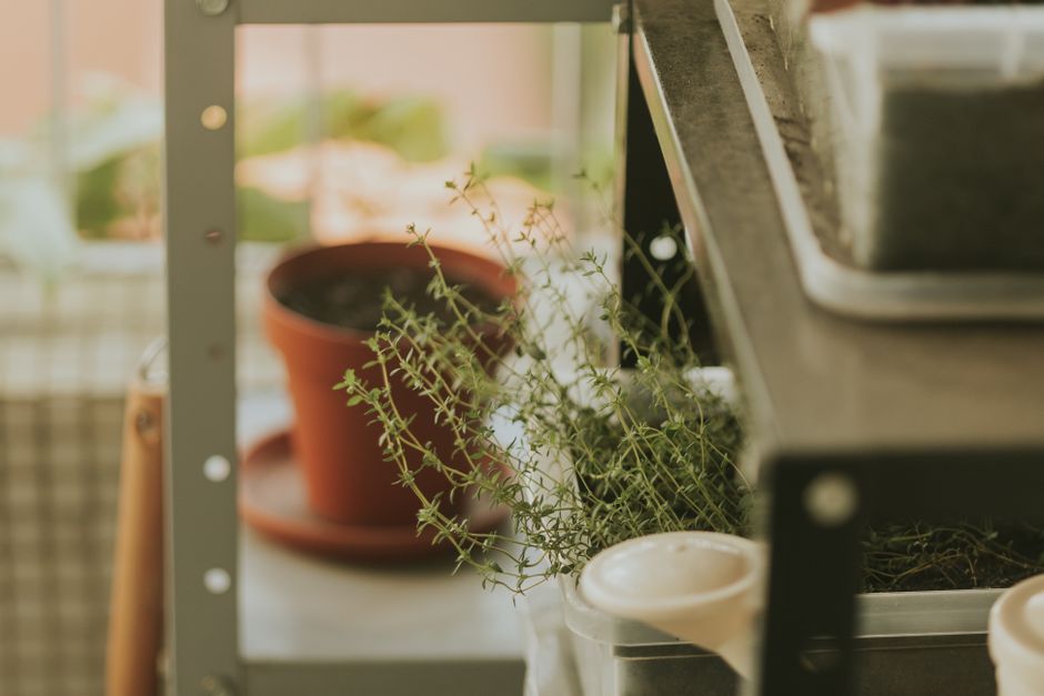 Keep Indoor Garden Pests Away: Your Small Space Guide