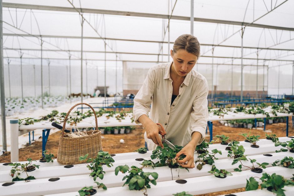 Kratky Hydroponics for Beginners: Easy No-Pump Setup