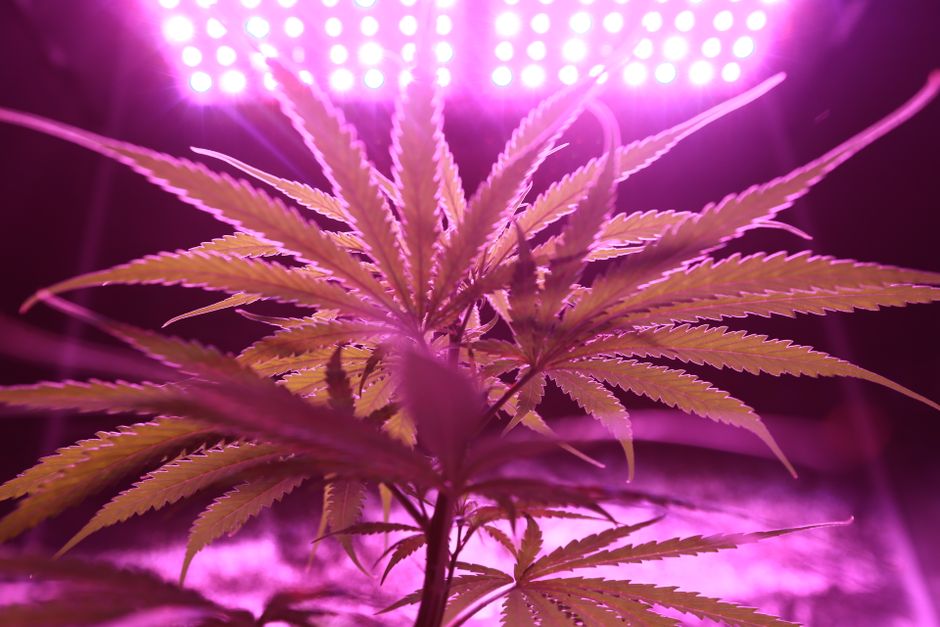LED Grow Light Specs: What Home Growers Need to Know