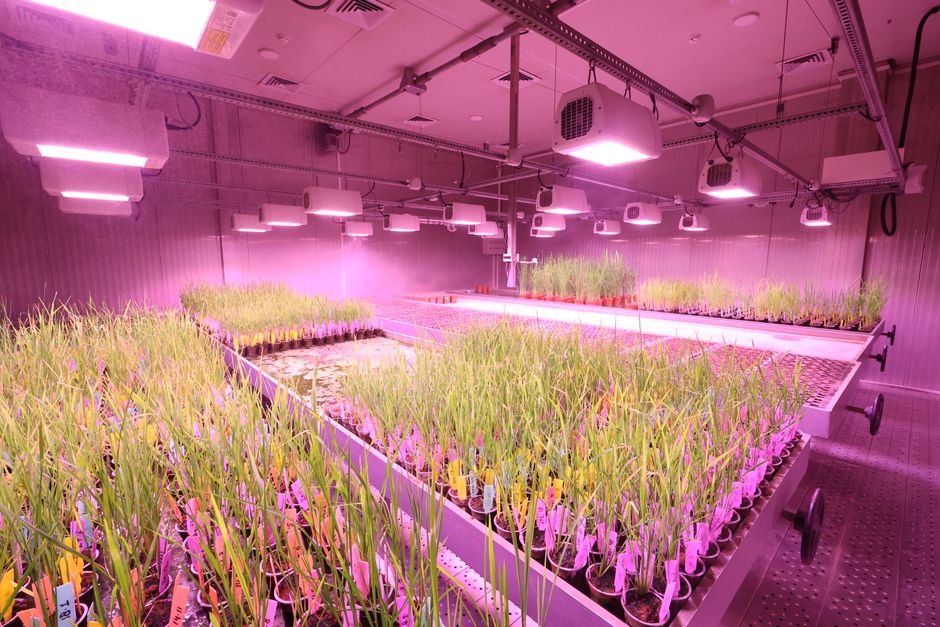 LED vs Fluorescent Grow Lights: Which Is Best for You?