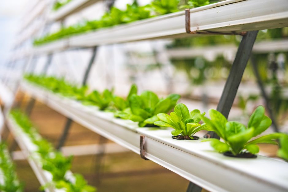 Mixing Hydroponic Nutrients: Your Guide to Happy Plants