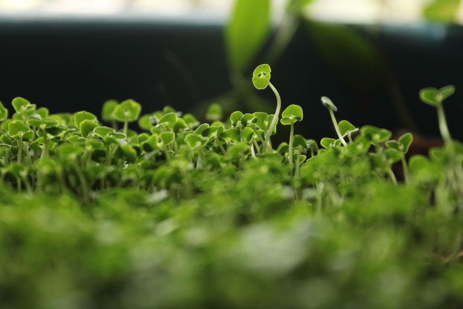 Mold on Microgreens: How to Identify, Fix, and Prevent It