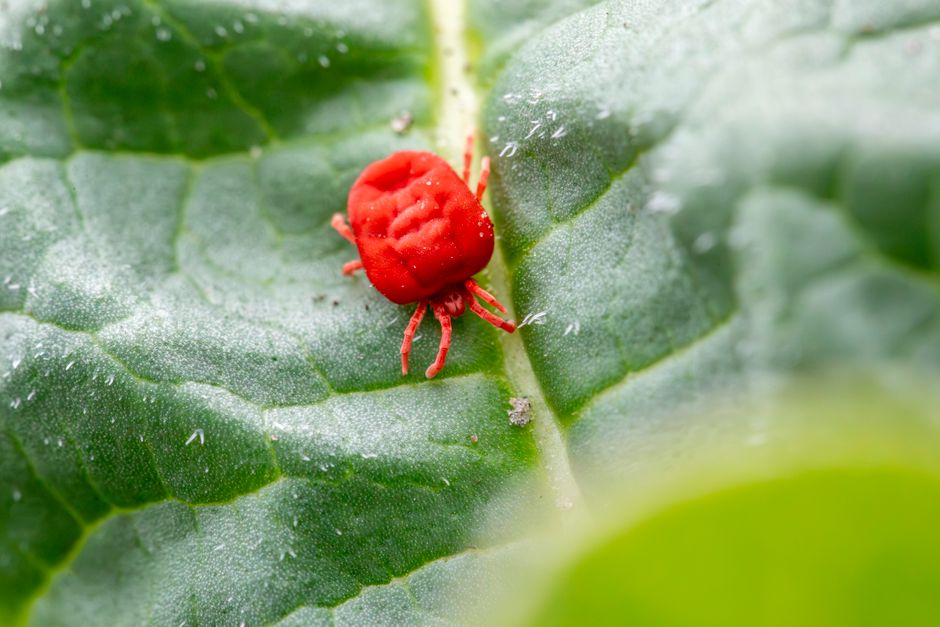 Natural Pest Control for Indoor Plants: Your Easy Guide