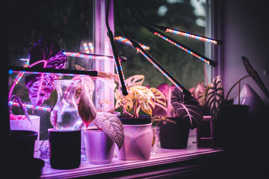 Plants Struggling Under Grow Lights? Fix It Fast!