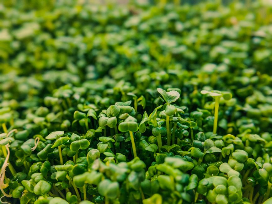 Stop Mold on Microgreens: Your Guide to Healthy Harvests