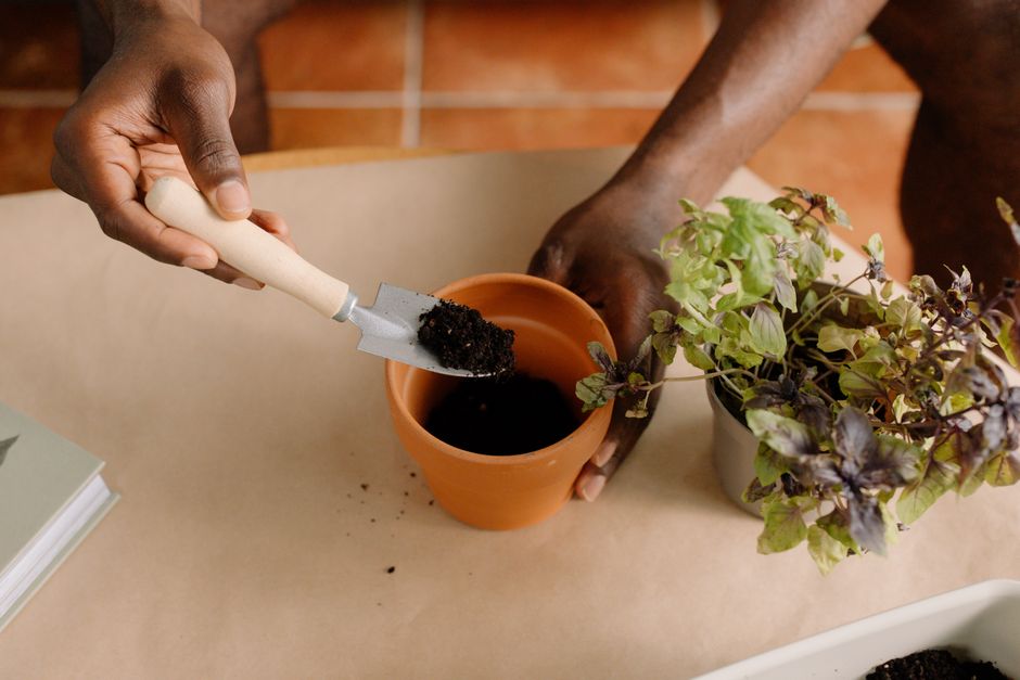 Propagate Mint Indoors: Grow New Plants Easily