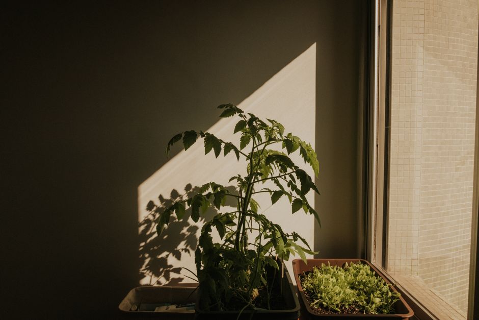 Protecting Plants During a Heat Wave: Indoor & Balcony Tips