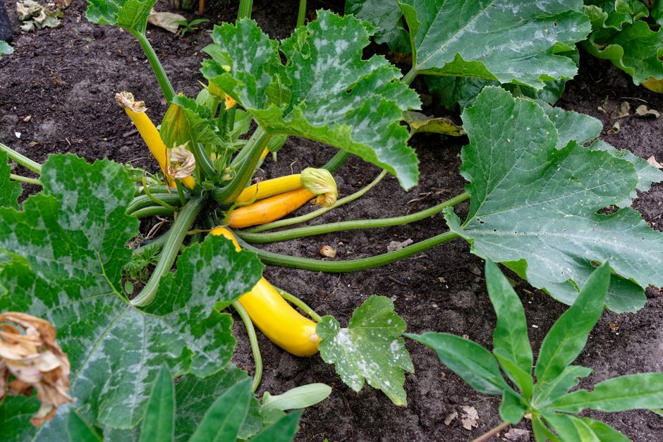How to Prune Zucchini Plants Without Ruining Your Harvest