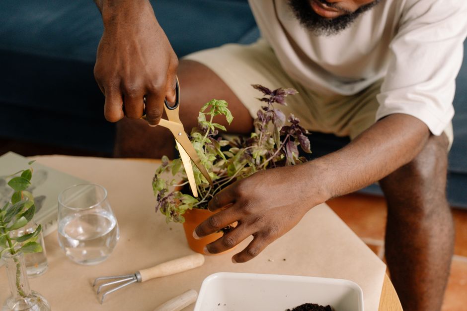 Pruning Basil: Maximize Your Indoor Hydroponic Harvest