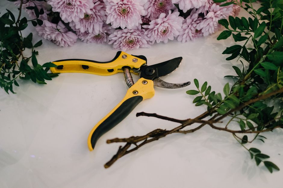 Pruning Chrysanthemums for Longer Indoor Blooms