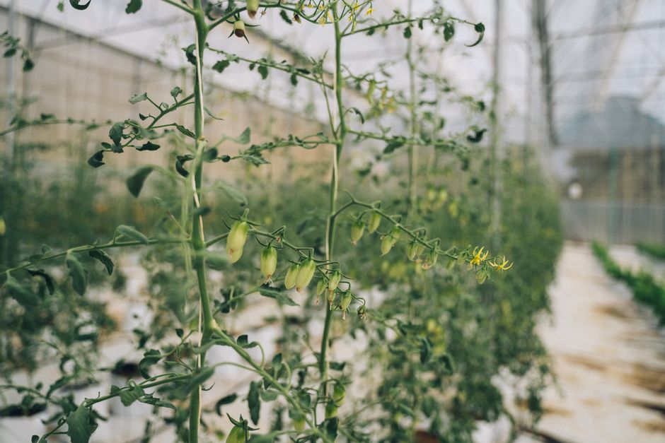 Pruning Tomato Trusses: Secret to Bigger Indoor Fruit