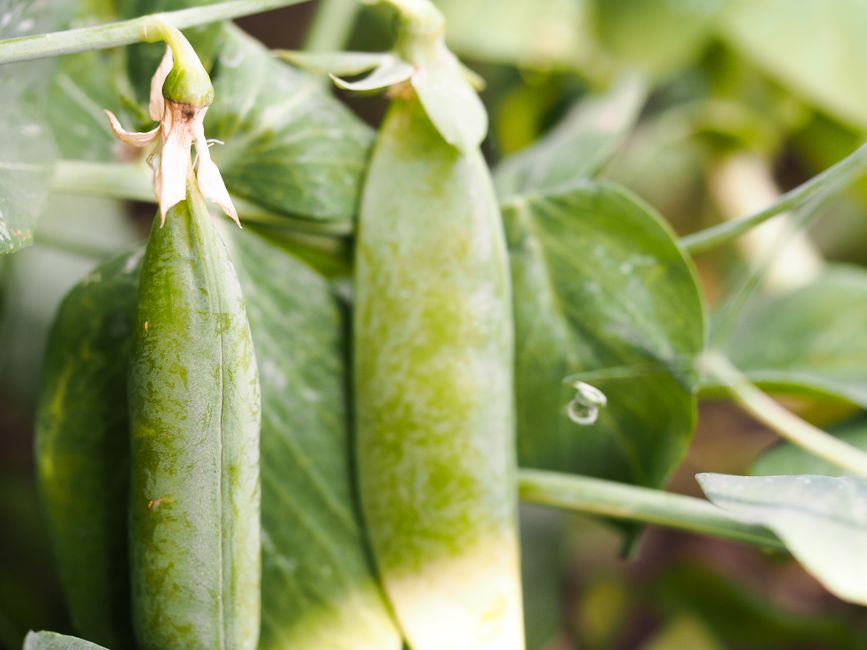 Can You Regrow Pea Shoots After Harvesting?