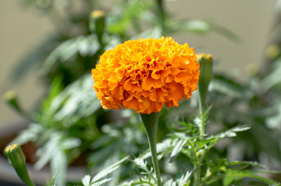 Save Marigold Seeds for Next Year's Indoor Garden