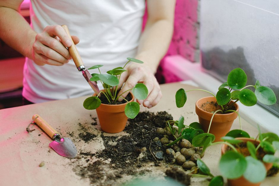 Signs Your Plants Need More Grow Light (and How to Fix It)
