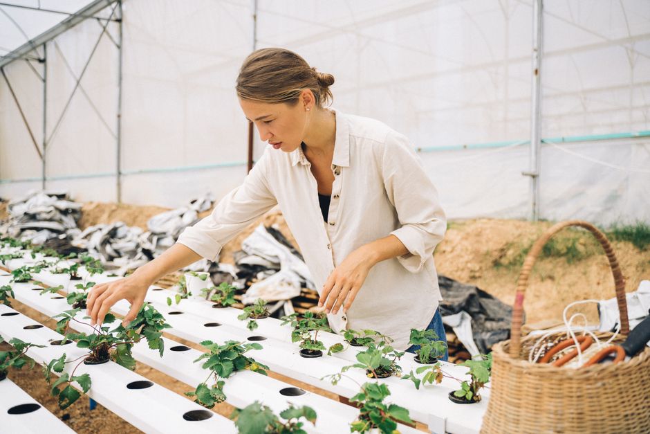Soil vs Hydroponics: Which is Best for Your Indoor Garden?