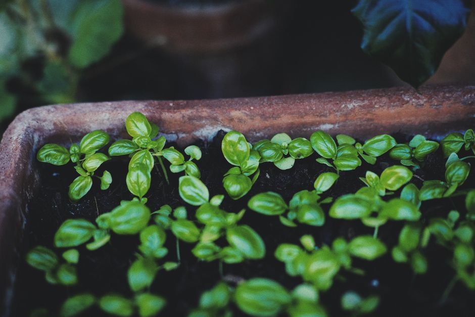 Start Your Kitchen Countertop Garden Today