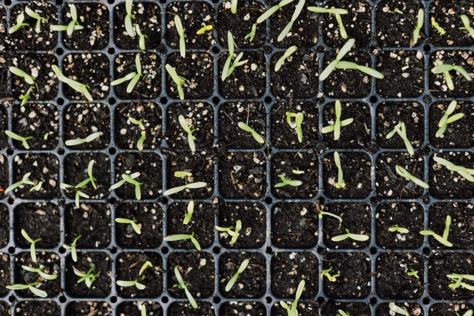 How to Start Seeds for Hydroponics: A Beginner's Guide