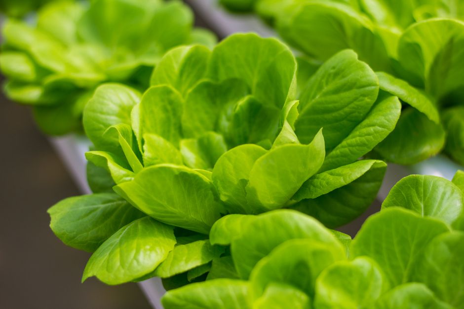 Stop Algae in Hydroponics: A Home Grower's Guide