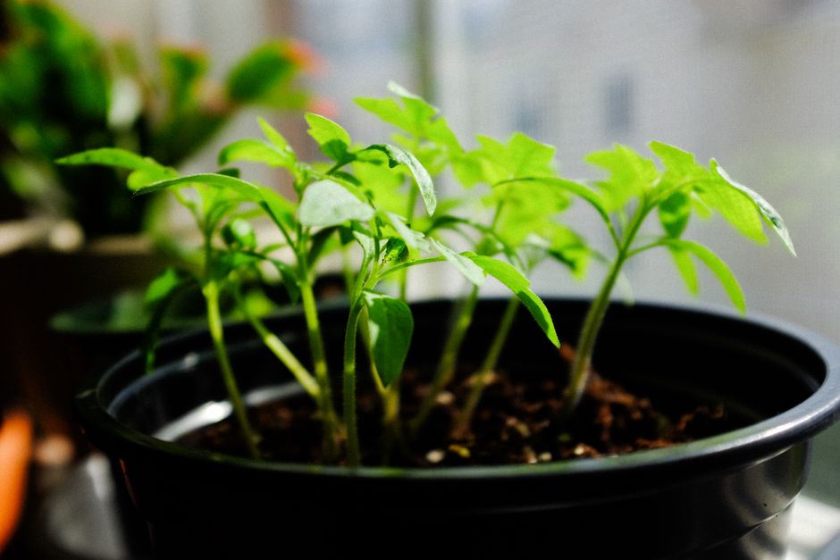 Transplant Seedlings Indoors: Grow Stronger Plants