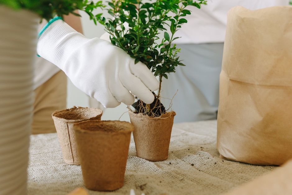 Transplant Seedlings Indoors: How to Avoid Shock
