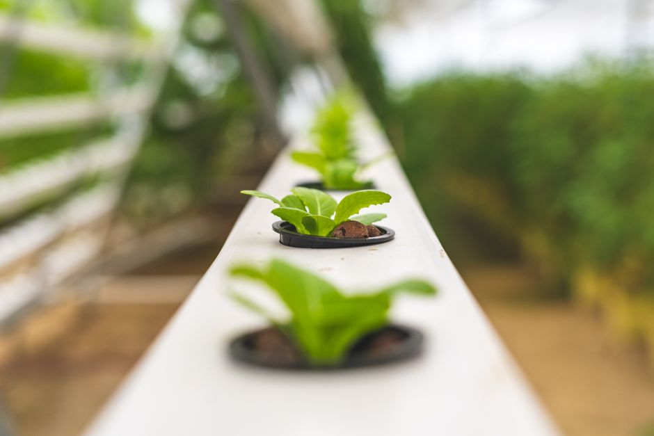 When to Change Hydroponic Nutrients? Your Easy Guide